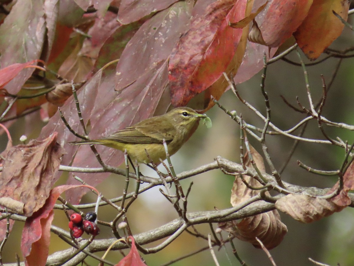 myrparula - ML643564442