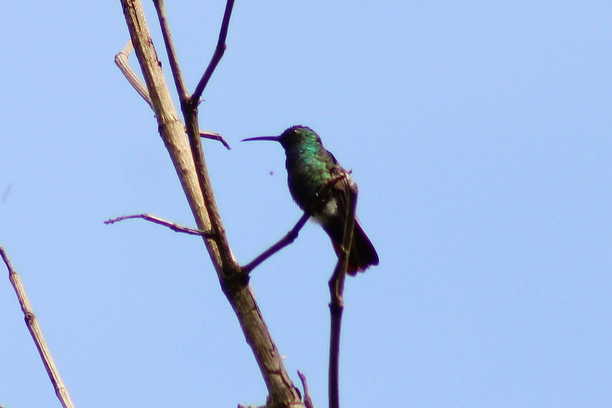 Green-breasted Mango - ML643564444