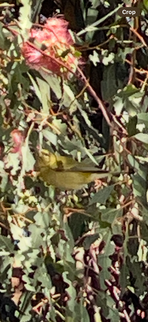 Tennessee Warbler - ML643564454