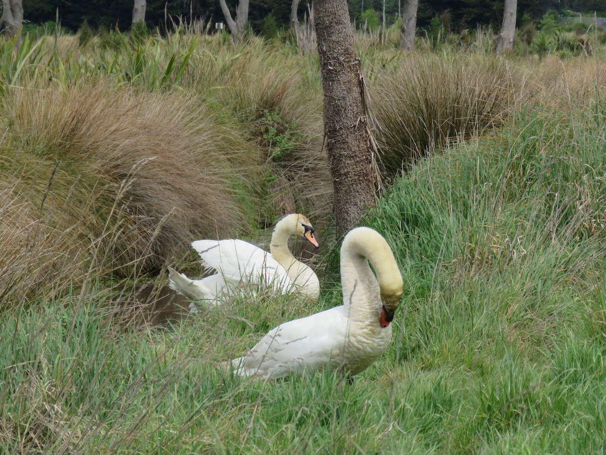 Cygne tuberculé - ML643564463