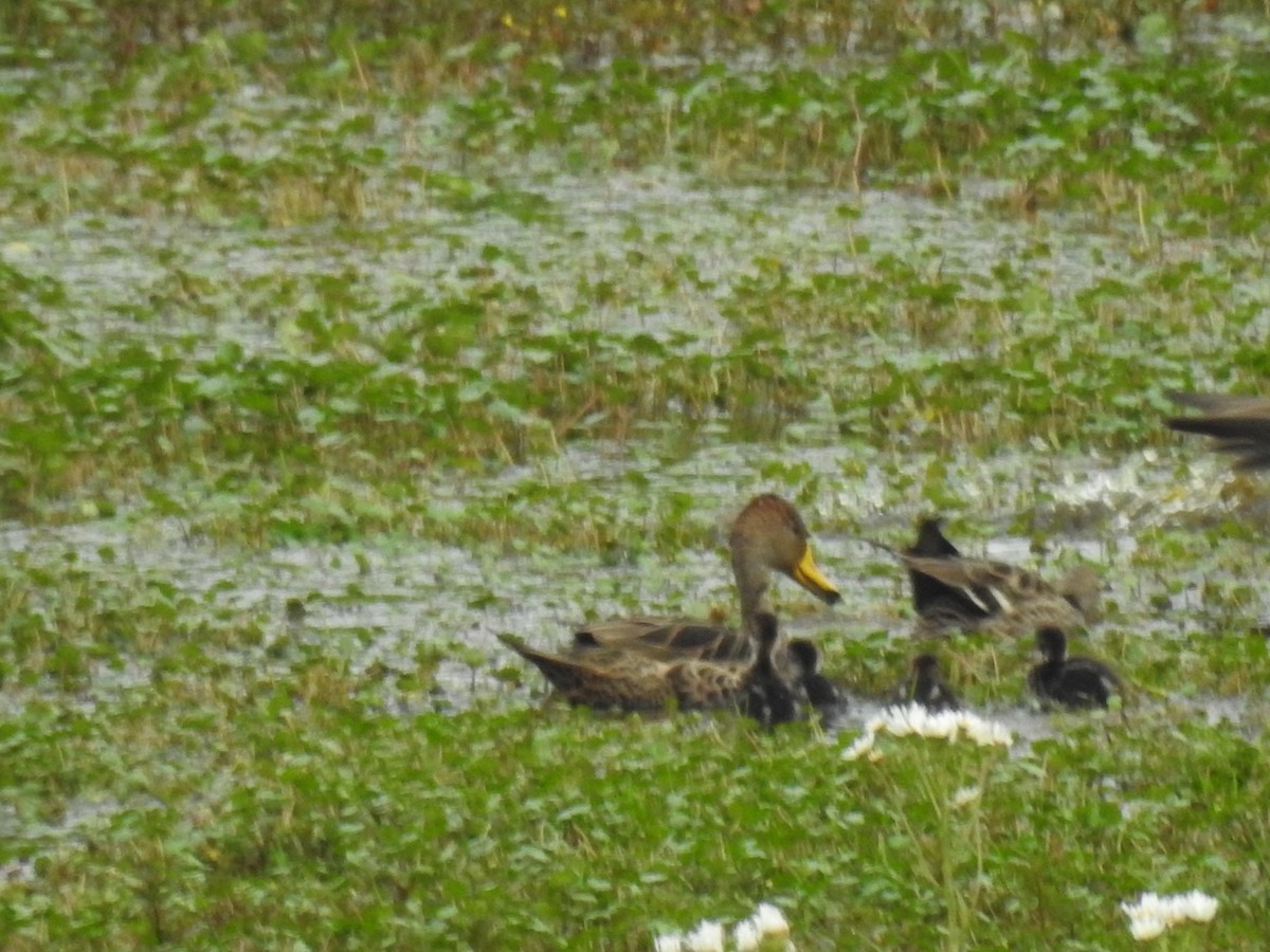 Yellow-billed Pintail - ML643564482