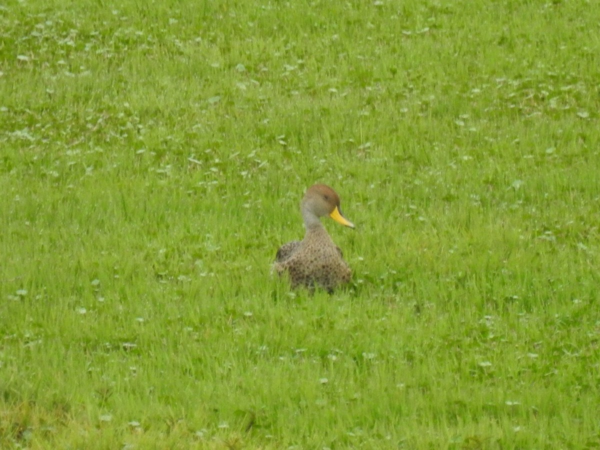 Yellow-billed Pintail - ML643564483