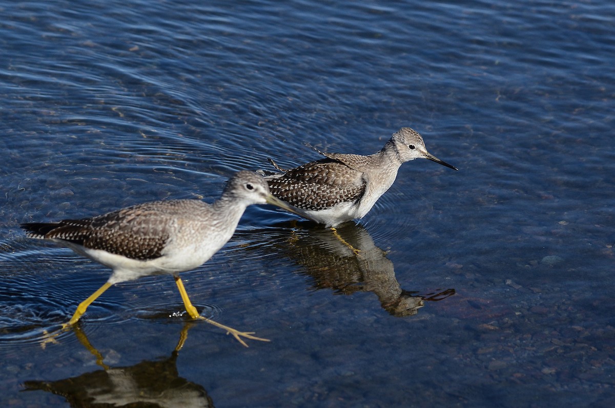 Lesser Yellowlegs - ML643564490