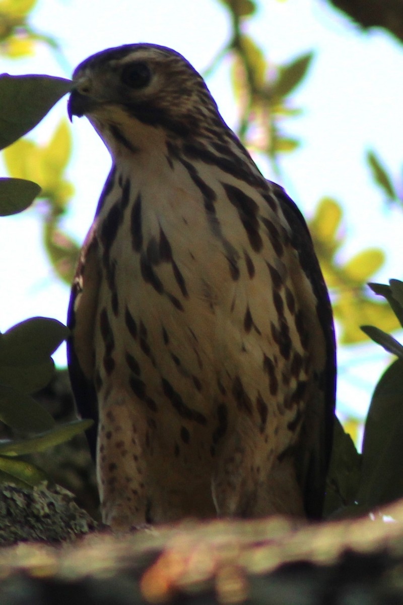 Broad-winged Hawk - ML643564495