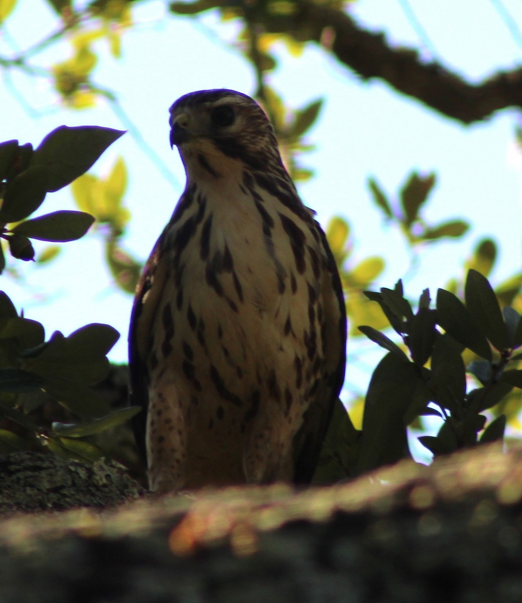 Broad-winged Hawk - ML643564496
