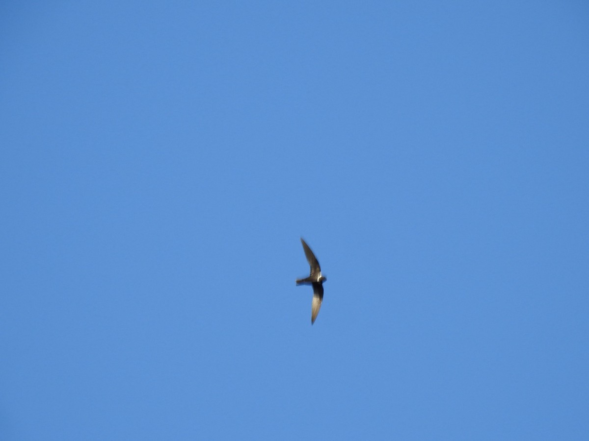 White-collared Swift - ML643564503