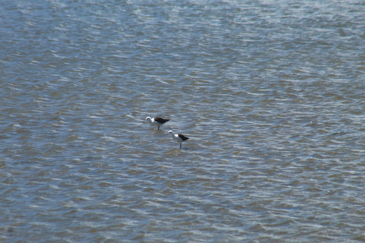 Чоботар гірський - ML643564507