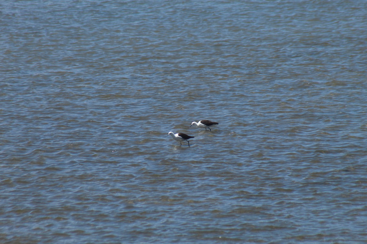 Чоботар гірський - ML643564508