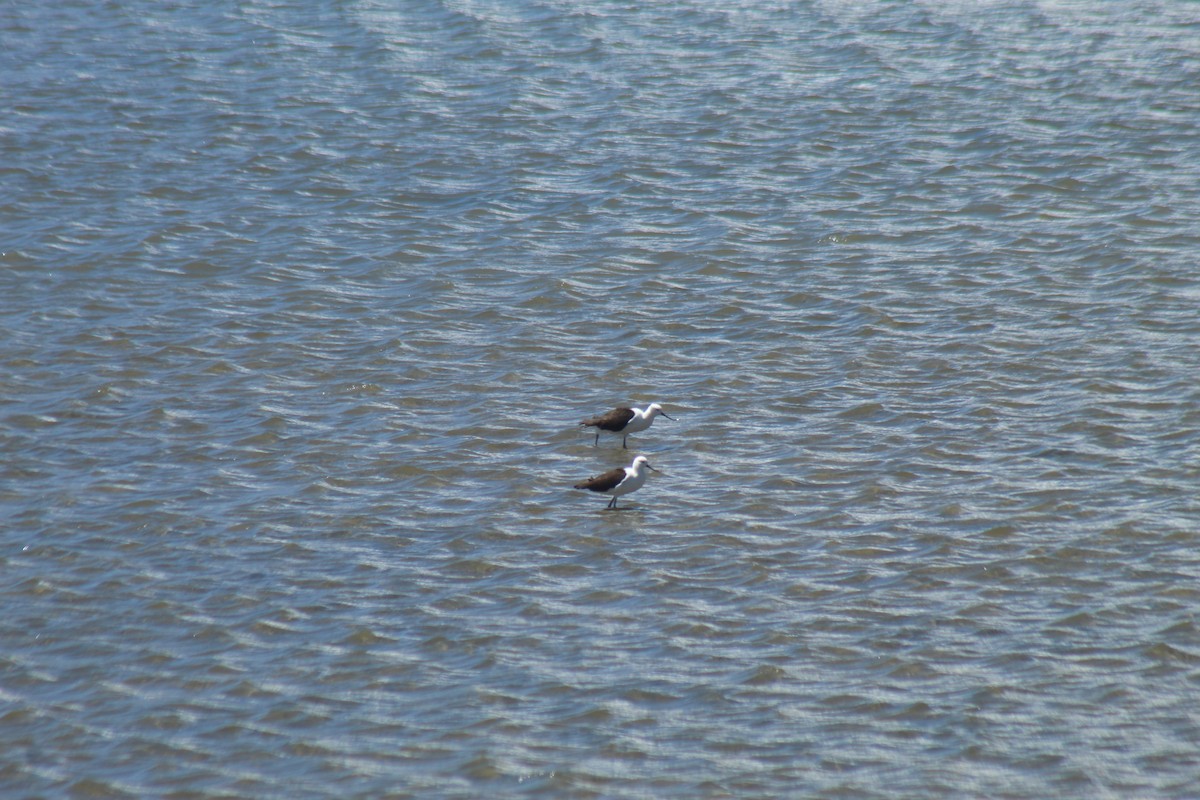 Чоботар гірський - ML643564509