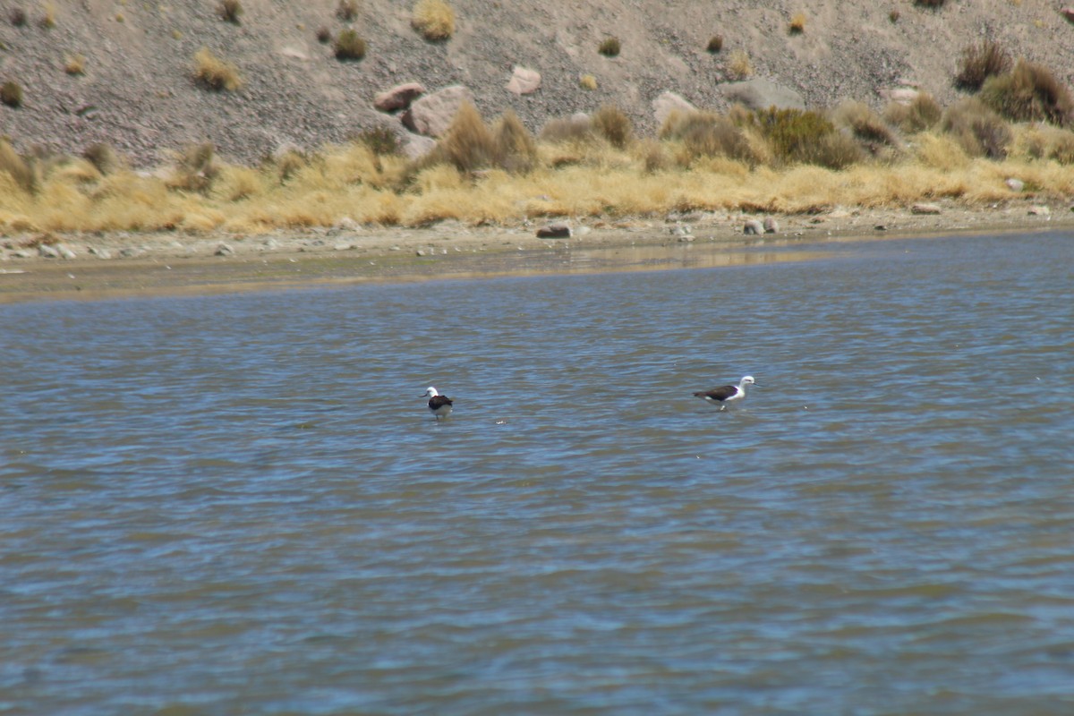 Чоботар гірський - ML643564510