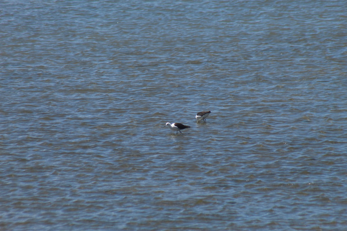 Чоботар гірський - ML643564511