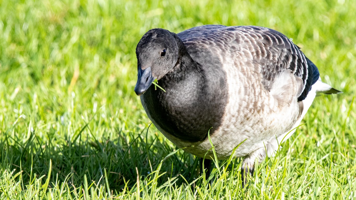 Хар толгойт галуу - ML643564512