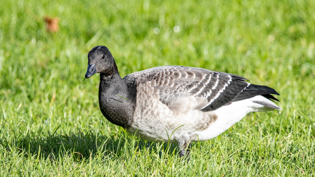 Хар толгойт галуу - ML643564513