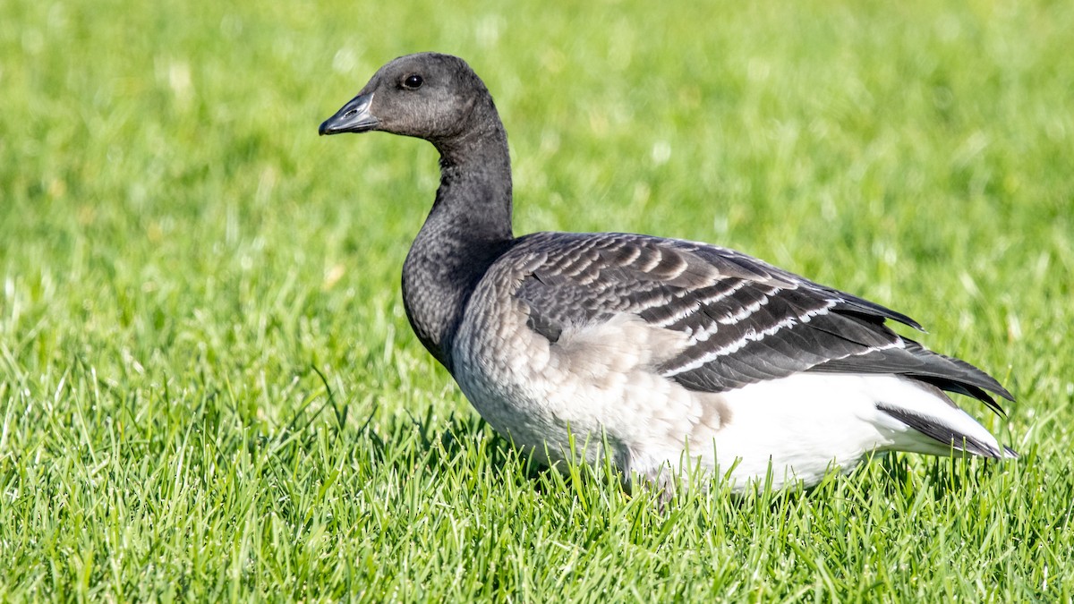 Хар толгойт галуу - ML643564514