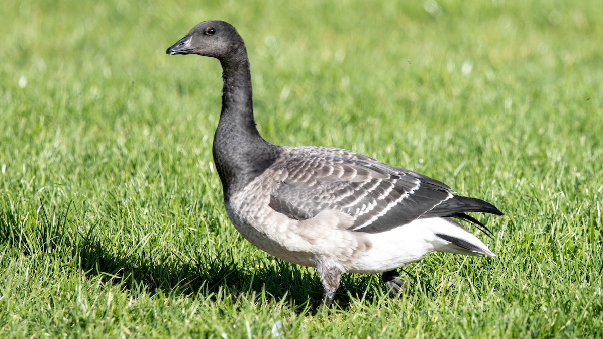 Хар толгойт галуу - ML643564515