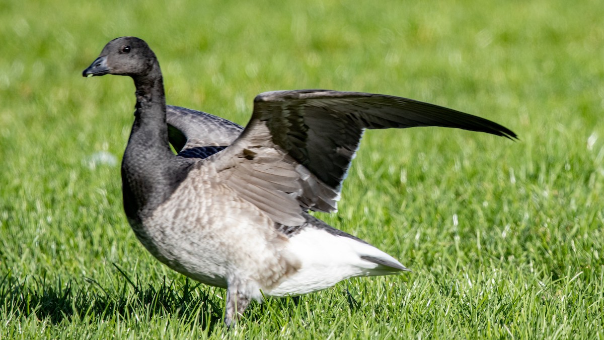 Хар толгойт галуу - ML643564516