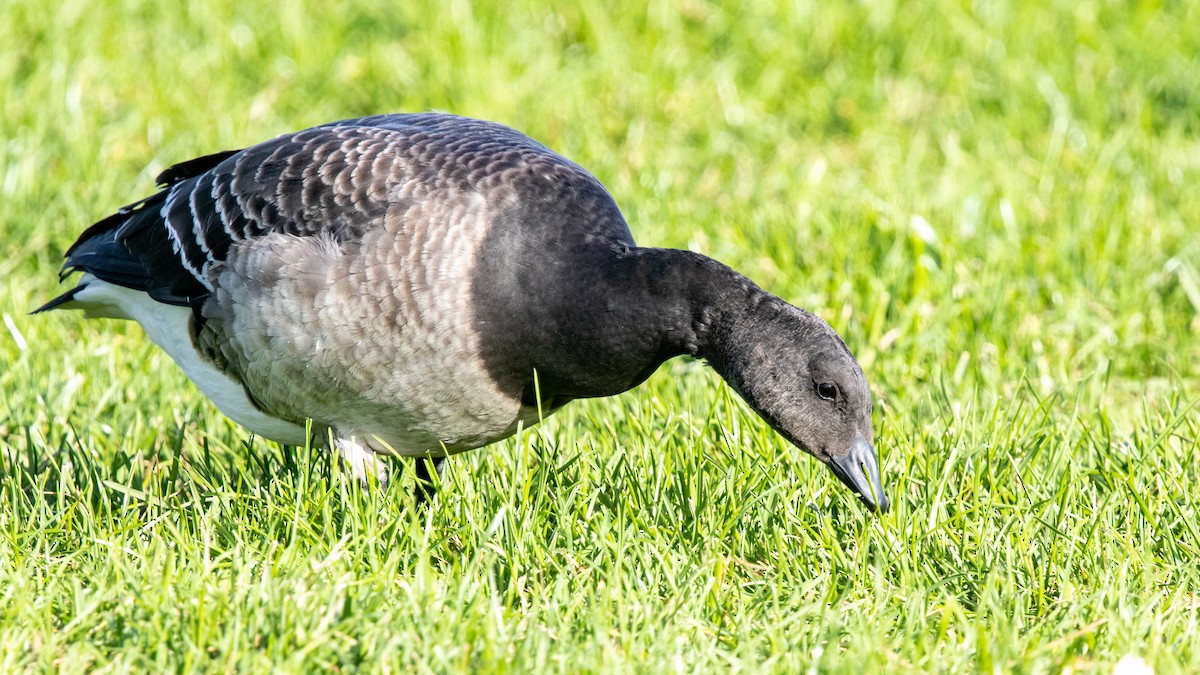 Хар толгойт галуу - ML643564517