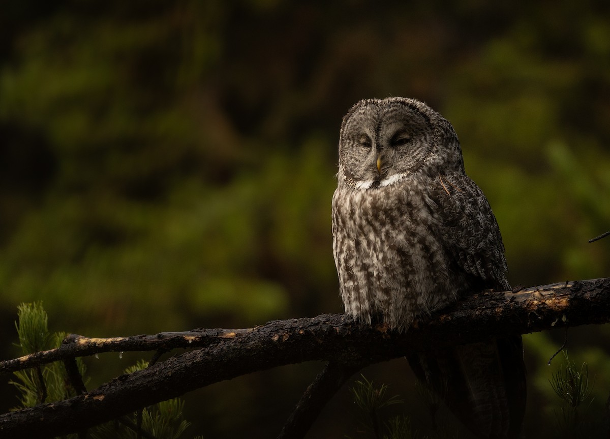 Great Gray Owl - ML643564520