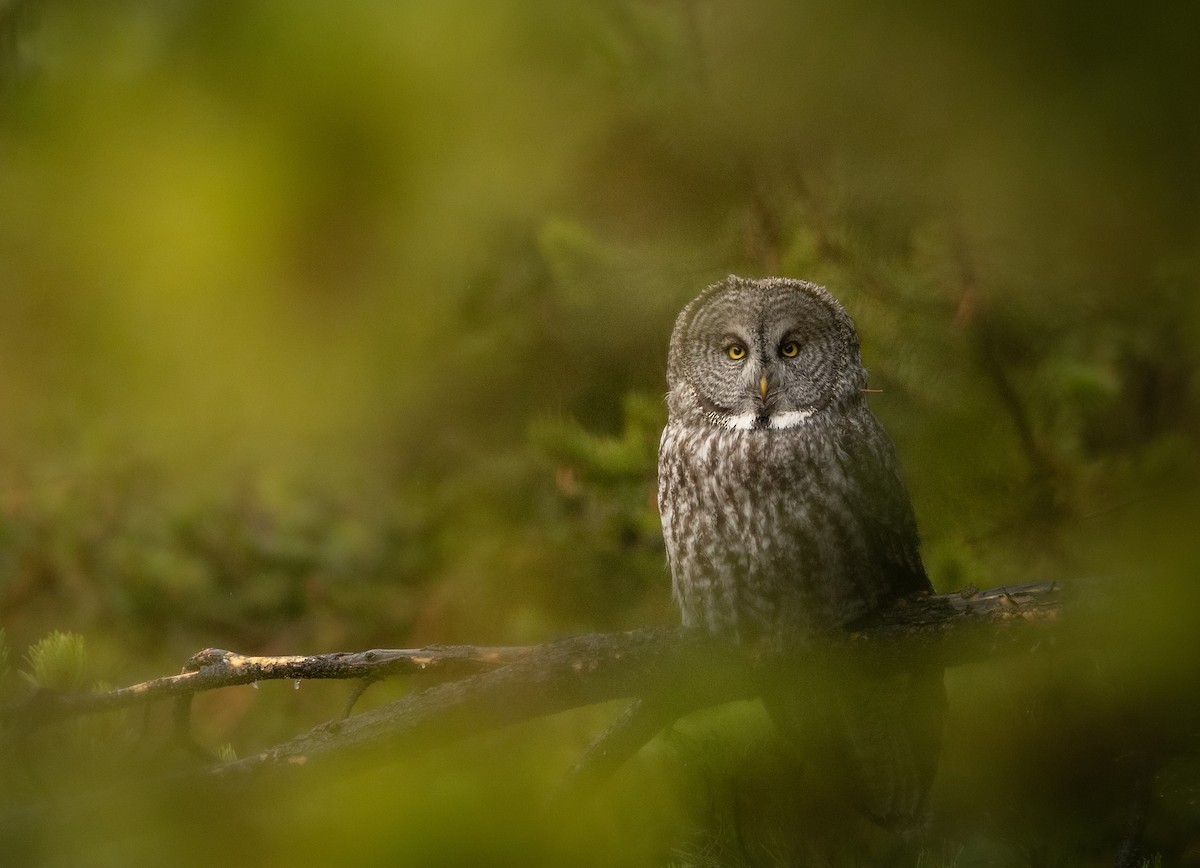 Great Gray Owl - ML643564521