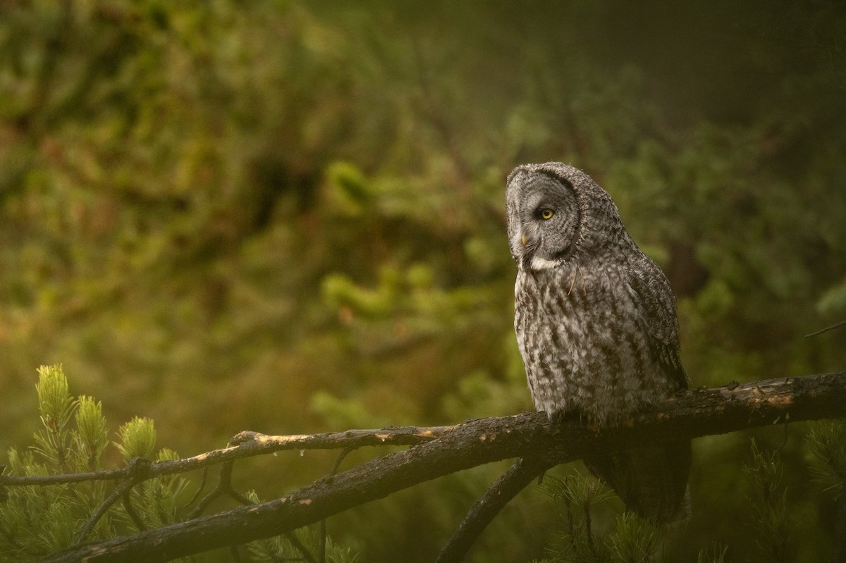 Great Gray Owl - ML643564522