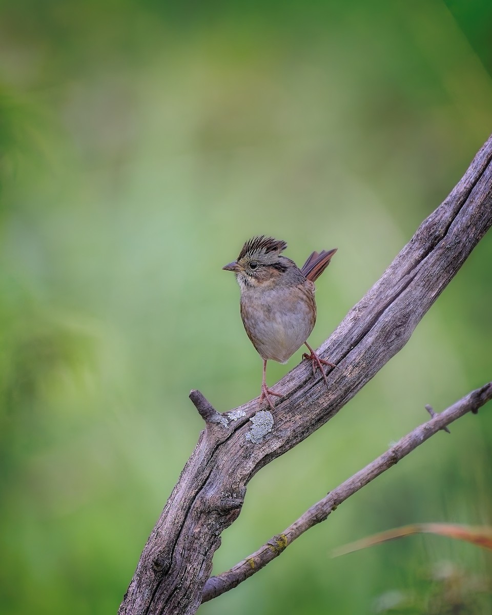 Swamp Sparrow - ML643564561