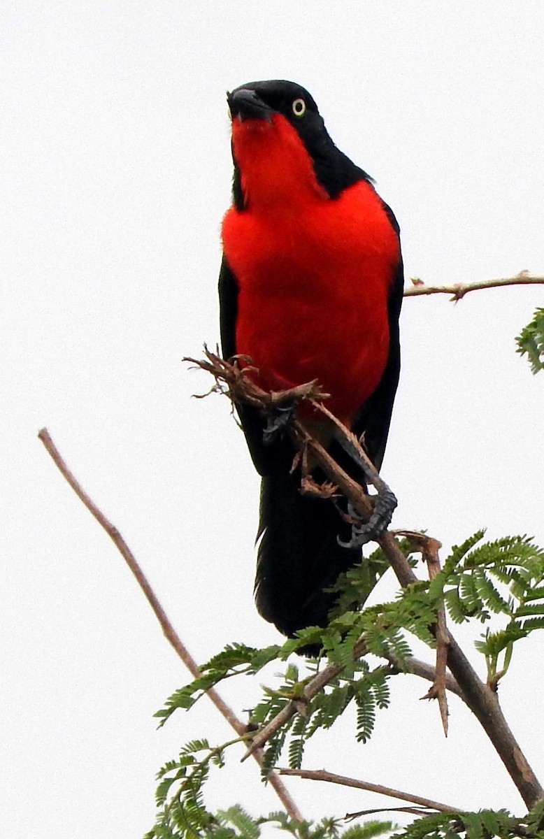 Black-headed Gonolek - ML643564563