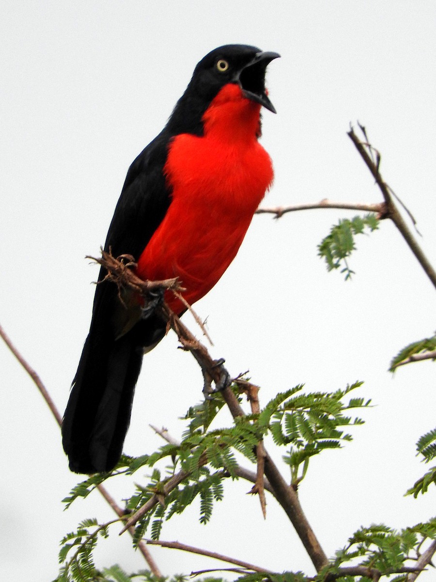 Black-headed Gonolek - ML643564564