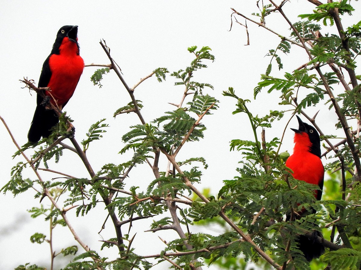 Black-headed Gonolek - ML643564565
