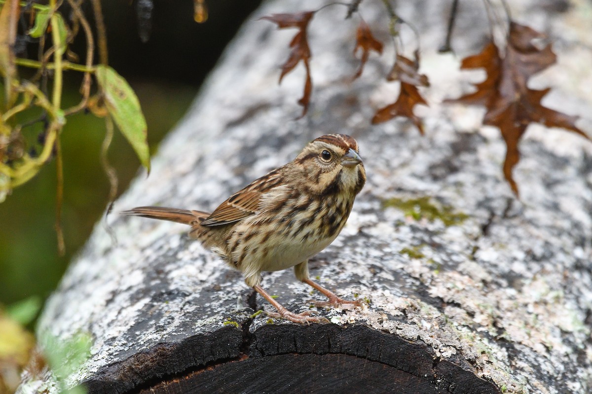 strnadec zpěvný - ML643564569