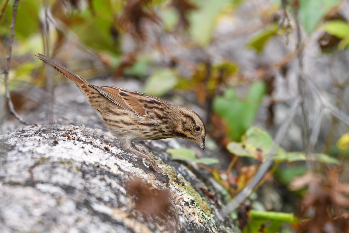 strnadec zpěvný - ML643564570