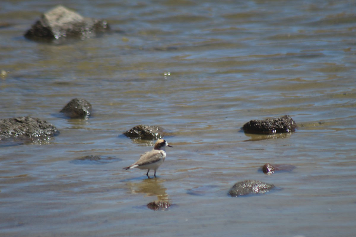 Puna Plover - ML643564571
