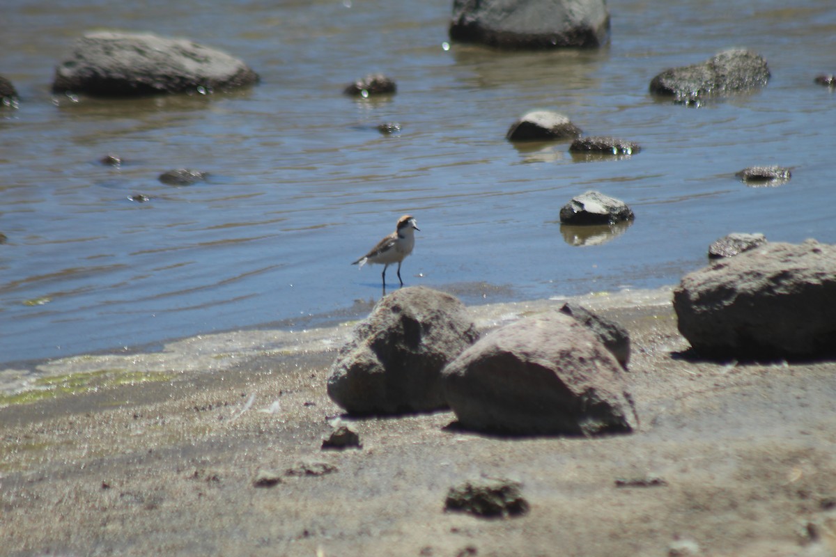 Puna Plover - ML643564572