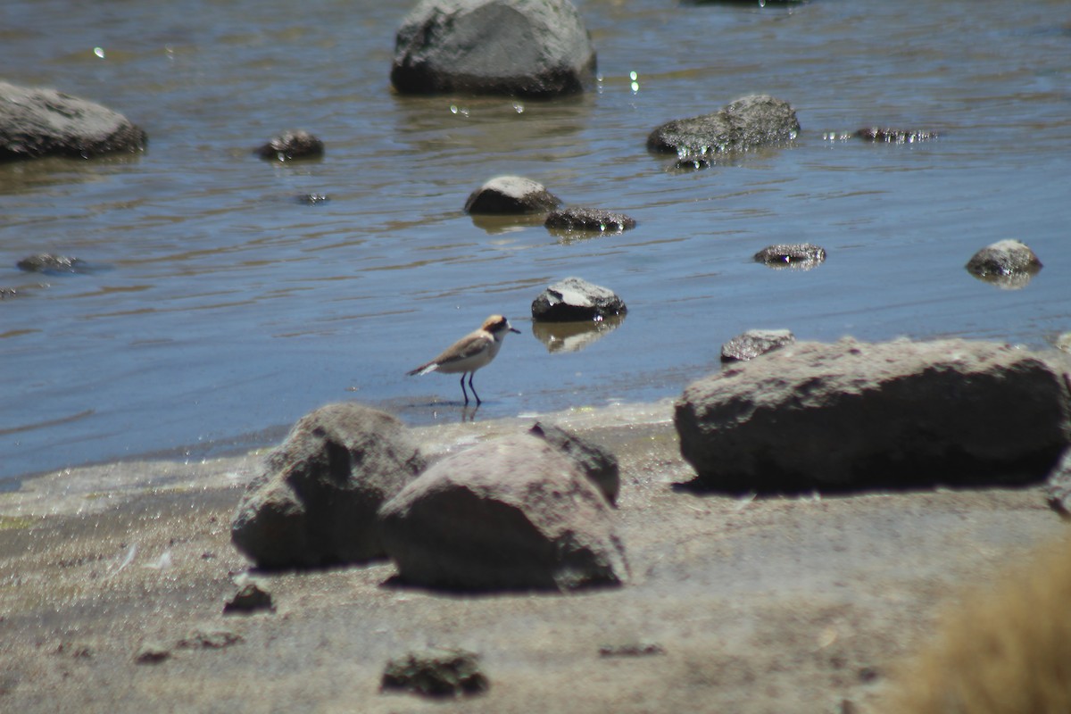 Puna Plover - ML643564573