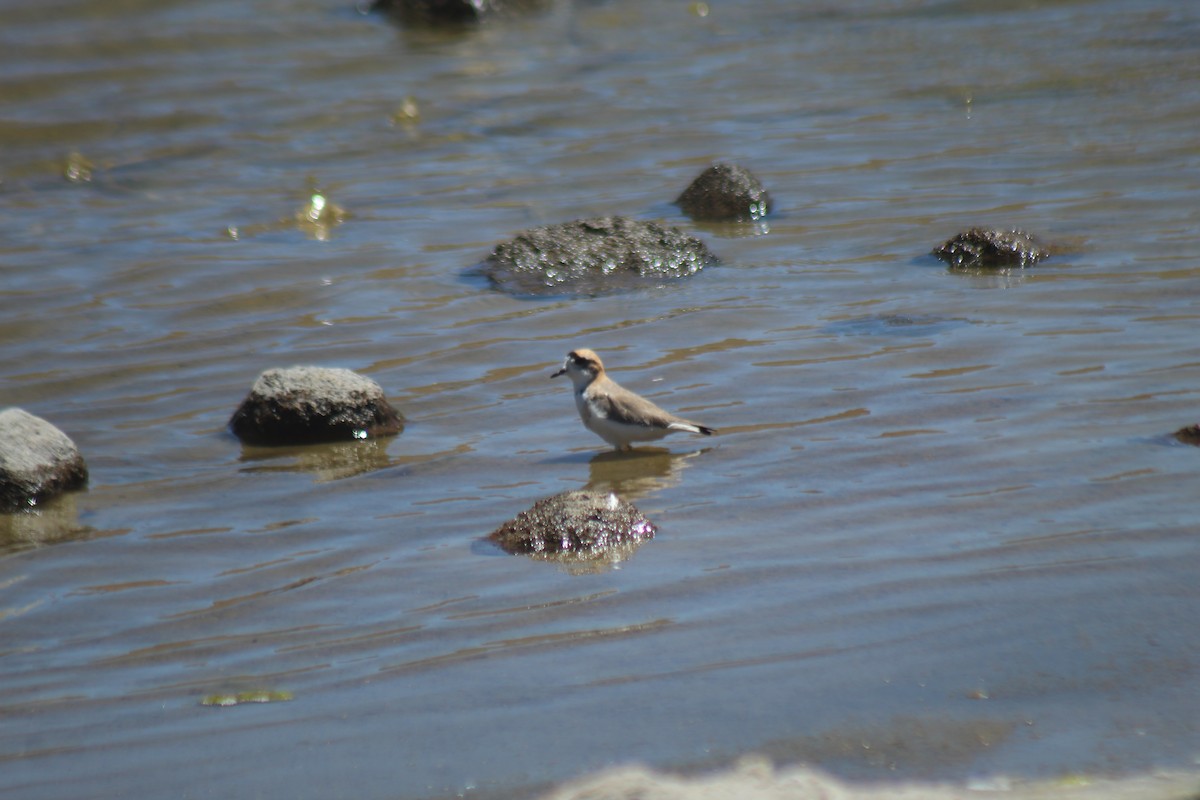 Puna Plover - ML643564574