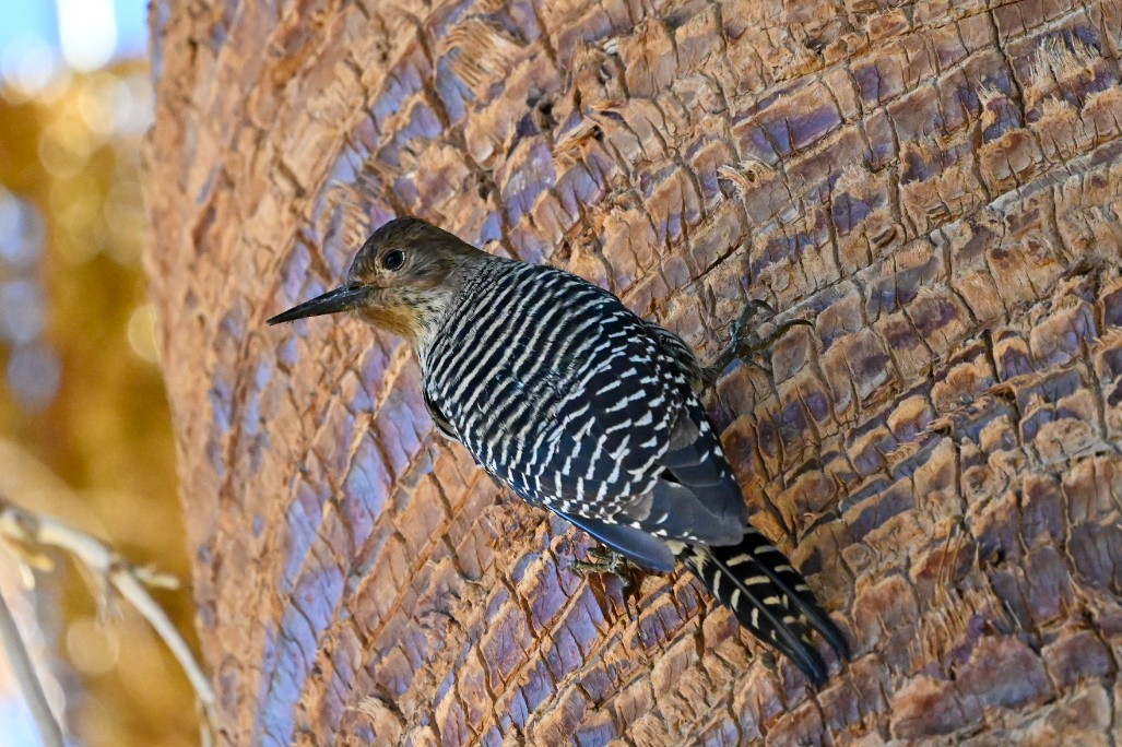 Williamson's Sapsucker - ML643564578