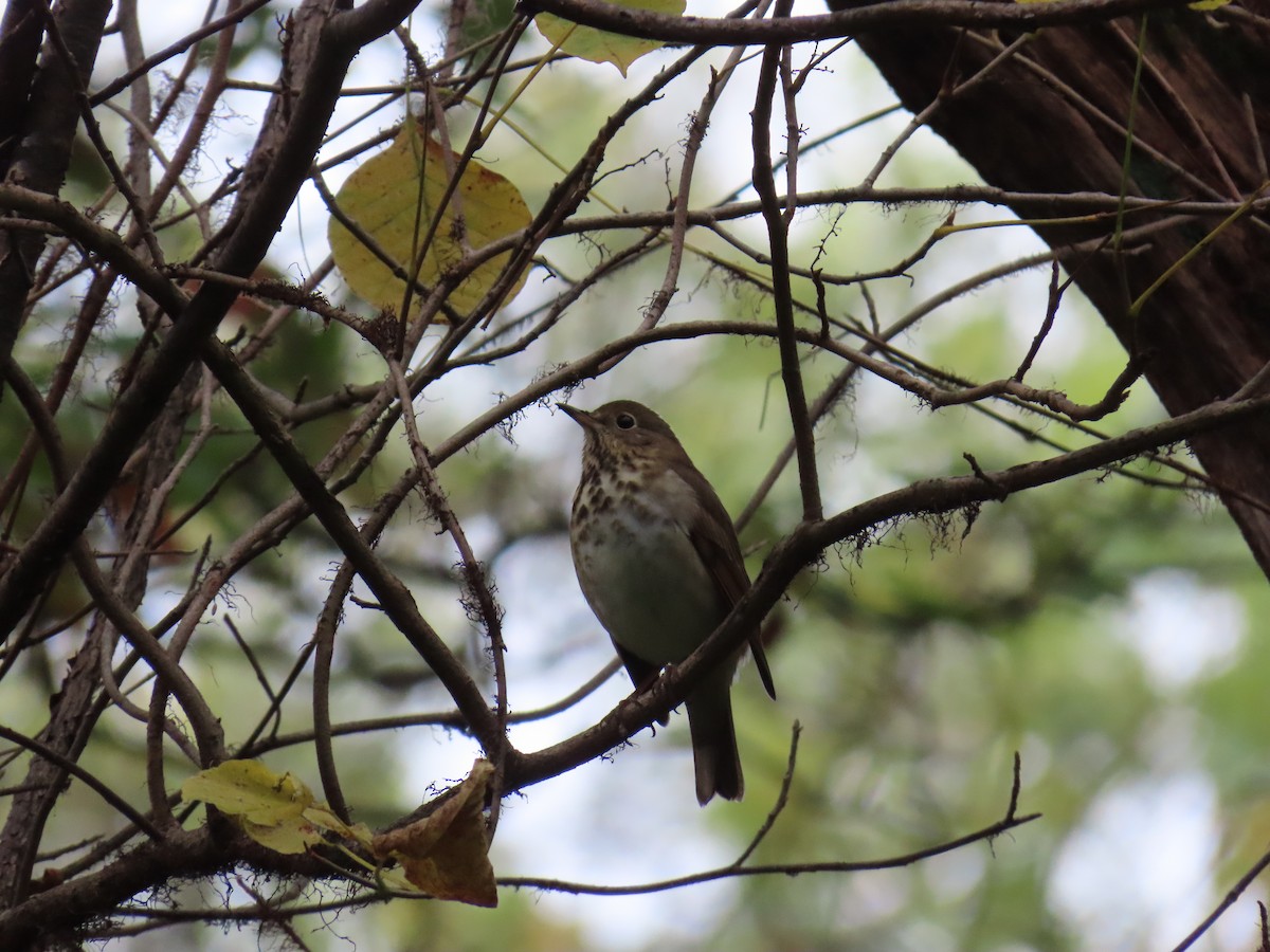 eremittskogtrost - ML643564590