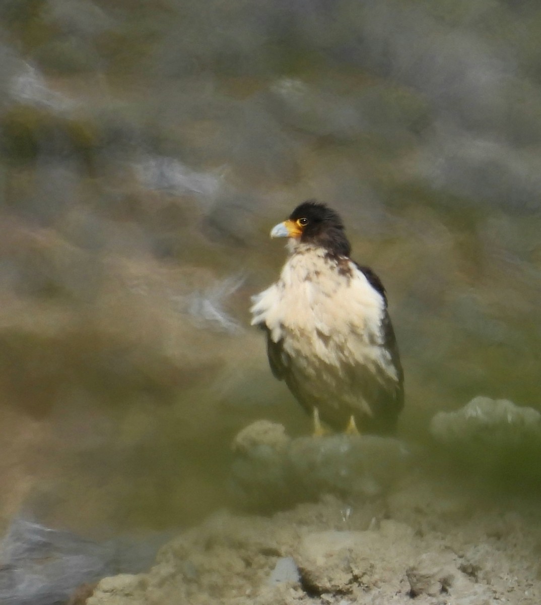 hvitbrystkarakara - ML643564619