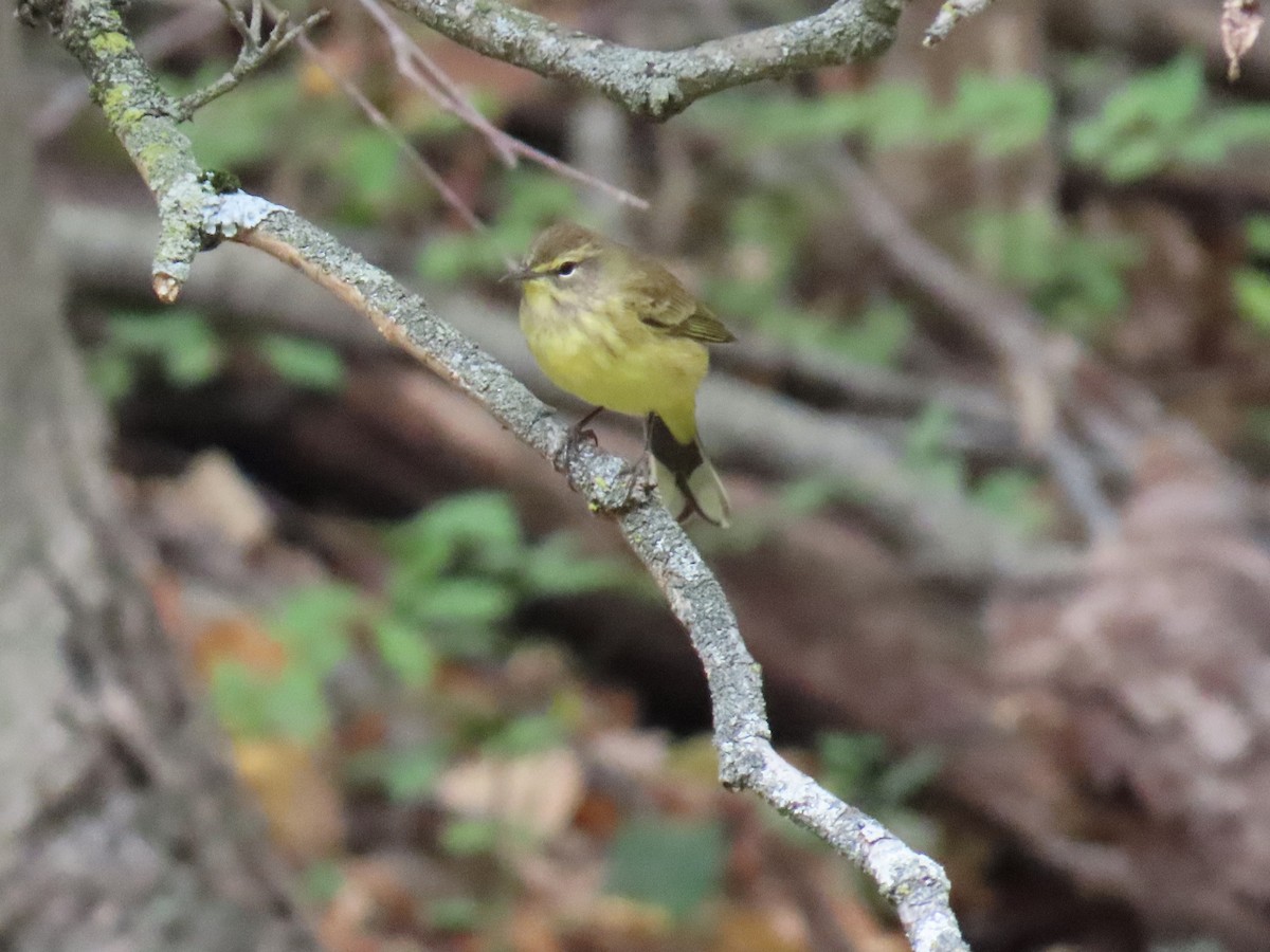 myrparula - ML643564623