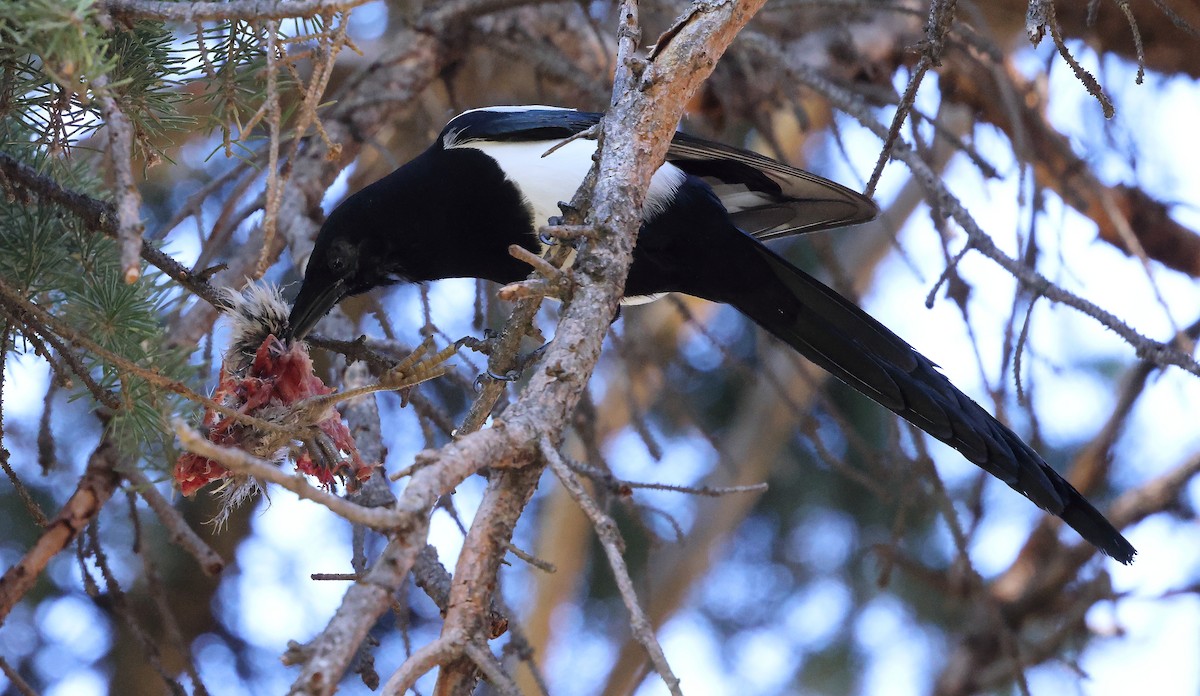Black-billed Magpie - ML643564647
