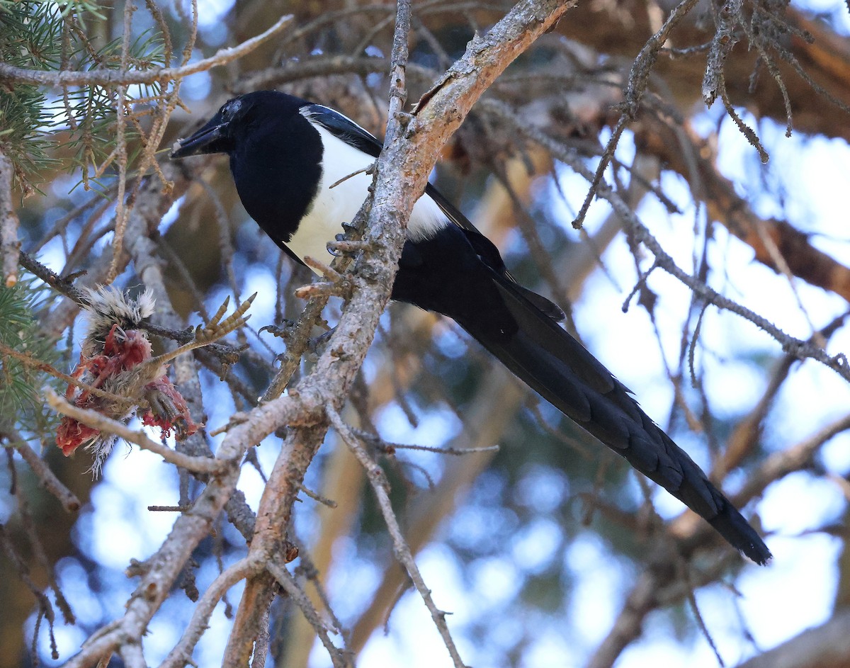 Black-billed Magpie - ML643564648