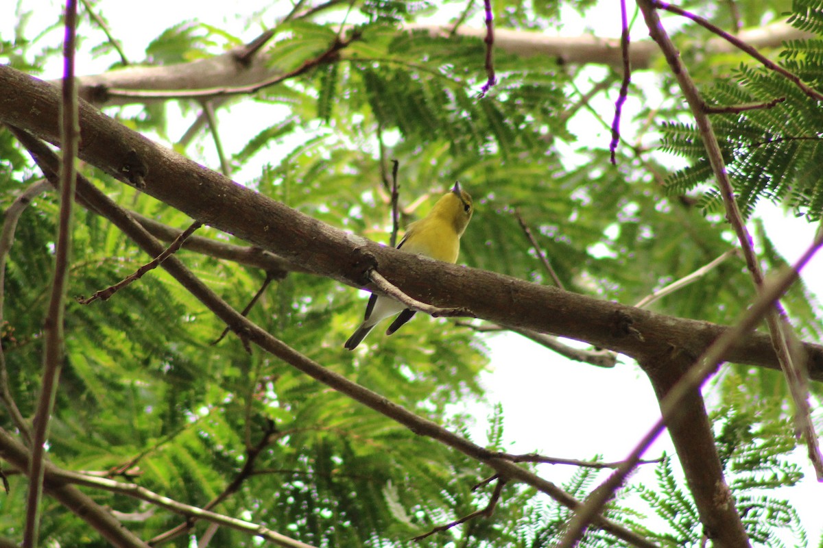 Yellow-throated Vireo - ML643564663