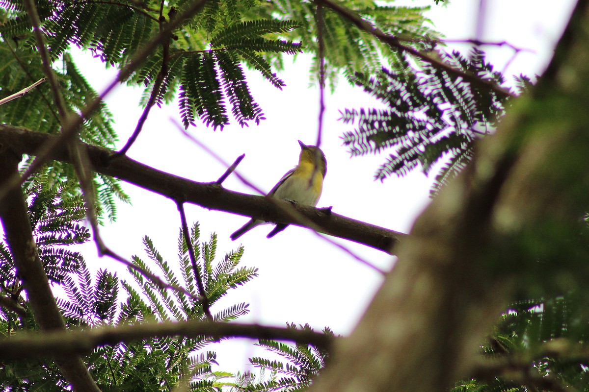 Yellow-throated Vireo - ML643564666