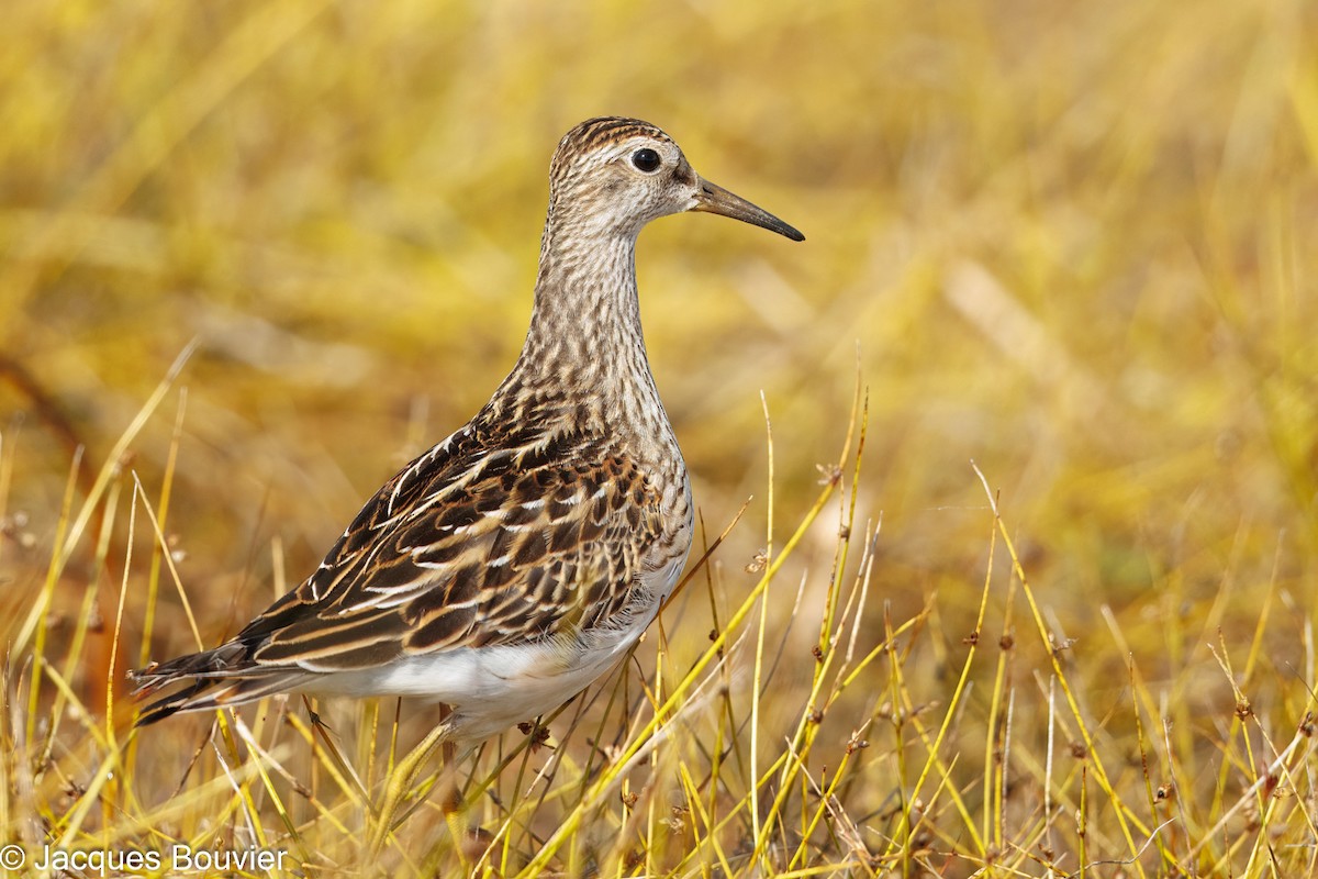 Pectoral Sandpiper - ML643564667