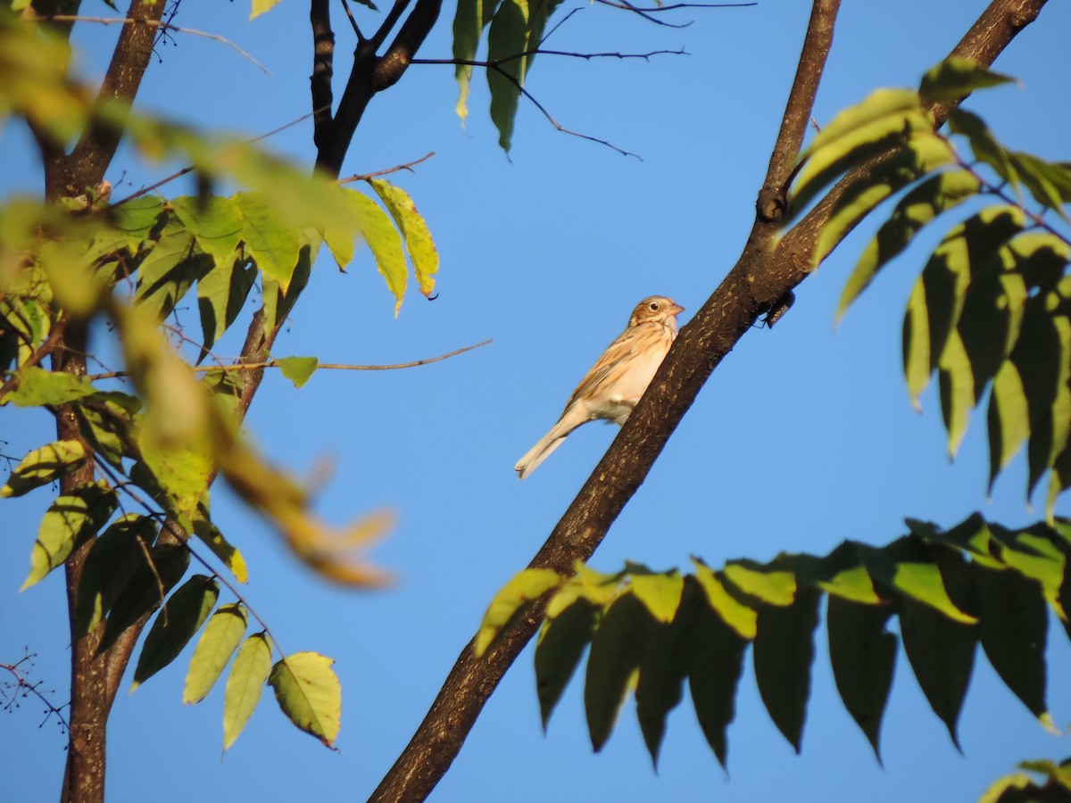 Vesper Sparrow - ML643564668