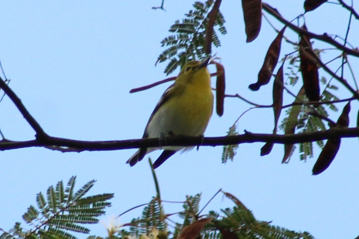 Yellow-throated Vireo - ML643564670