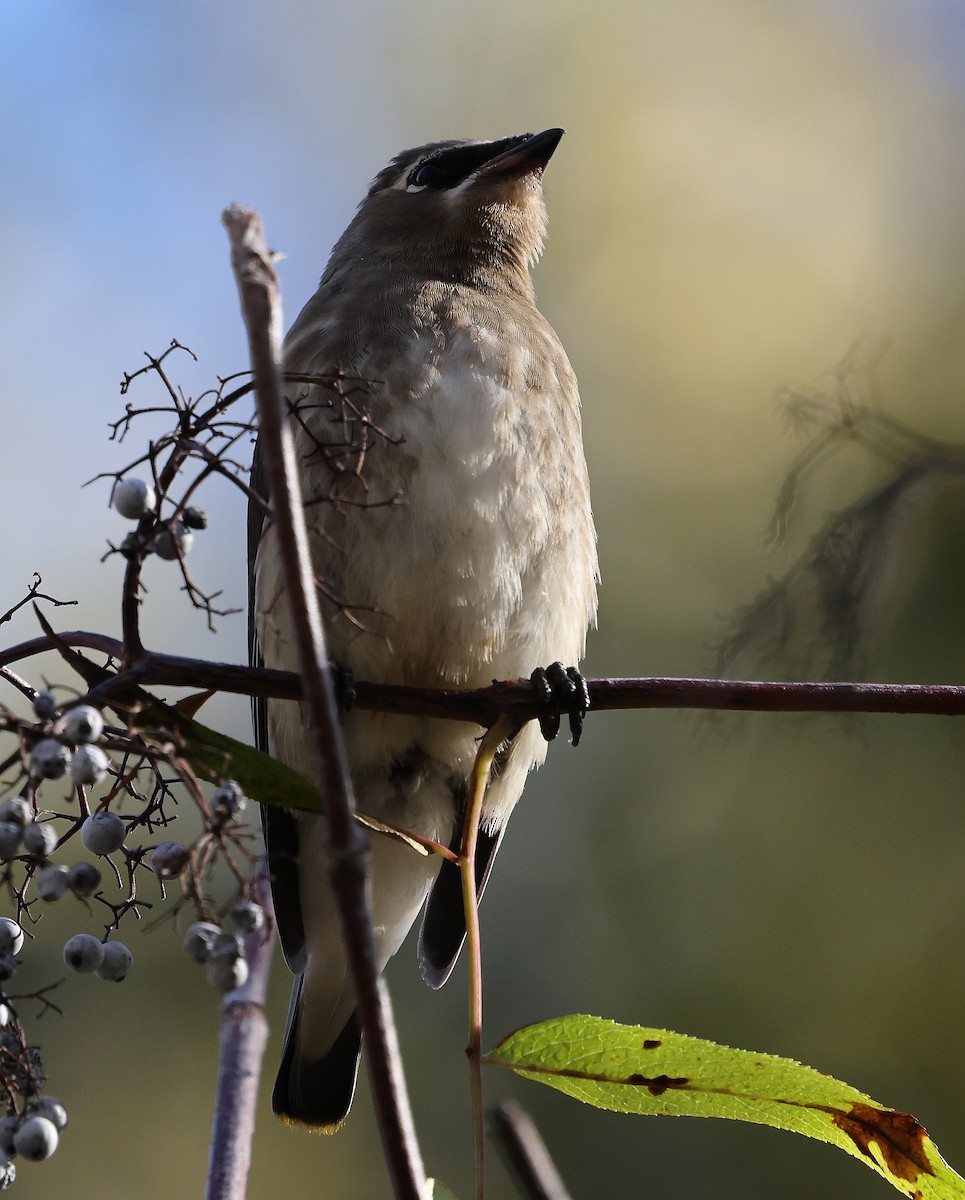 Cedar Waxwing - ML643564671