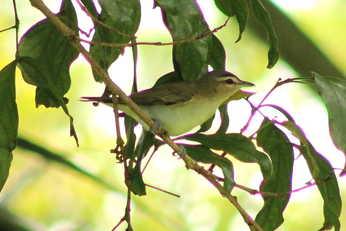 Red-eyed Vireo - ML643564675