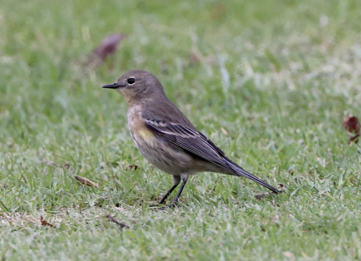 Yellow-rumped Warbler - ML643564684