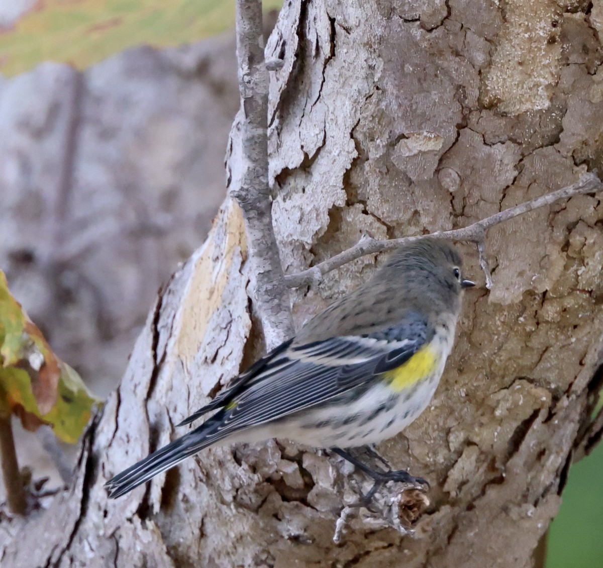 Yellow-rumped Warbler - ML643564685