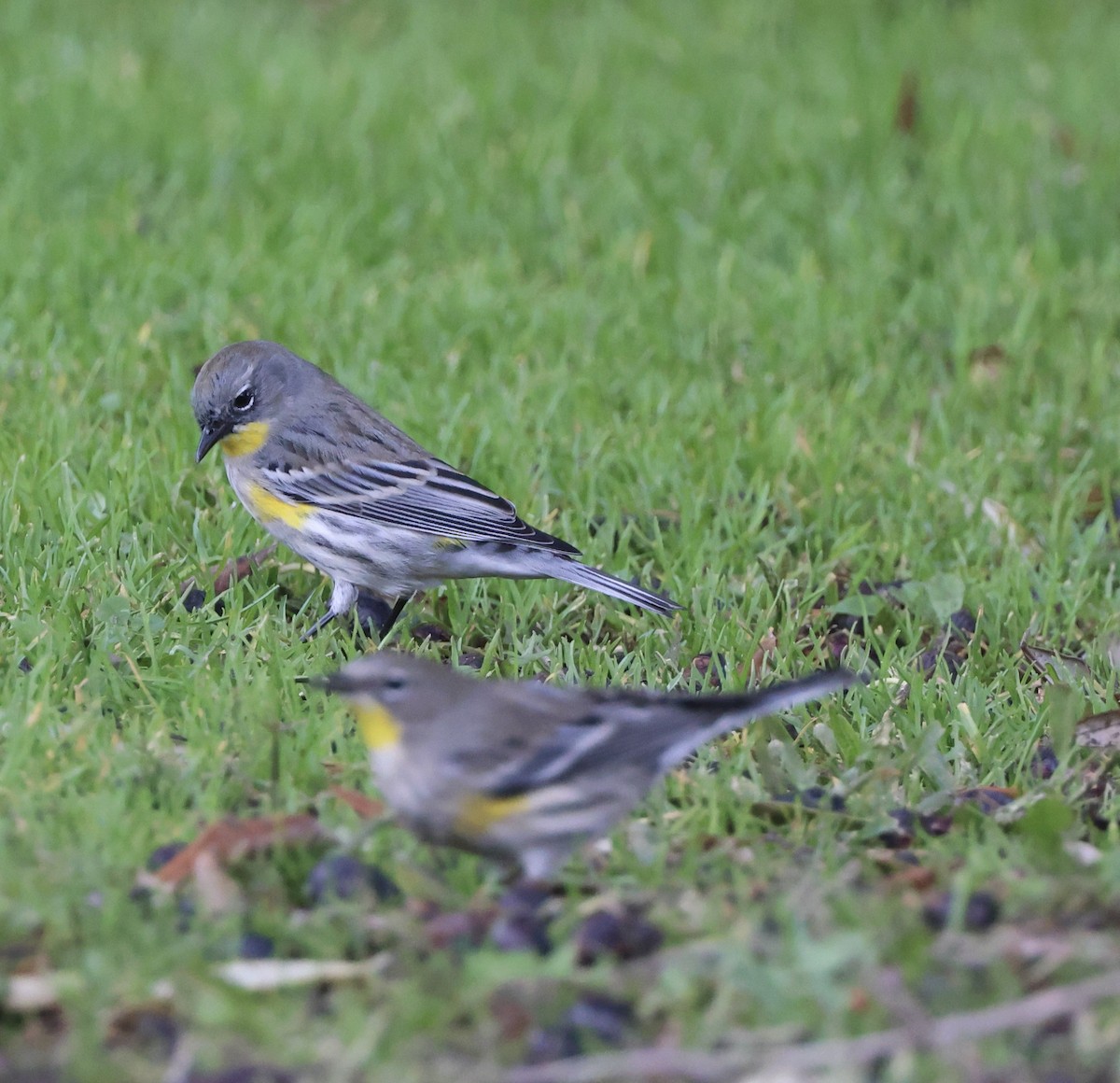 Yellow-rumped Warbler - ML643564686